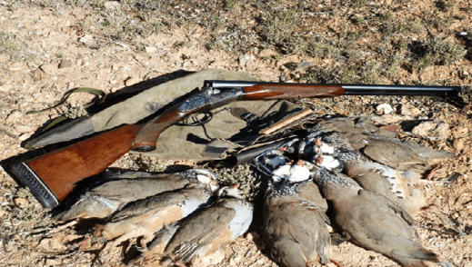 الناظور آلو المسؤول.. طيور مهددة بالانقراض تتعرض لقنص جائر الناظور آلو المسؤول.. طيور مهددة بالانقراض تتعرض لقنص جائر