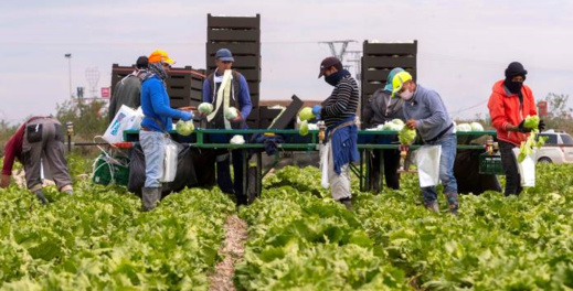 آلو بوريطة.. عمال مغاربة يتعرضون للاضطهاد بإسبانيا آلو بوريطة.. عمال مغاربة يتعرضون للاضطهاد بإسبانيا