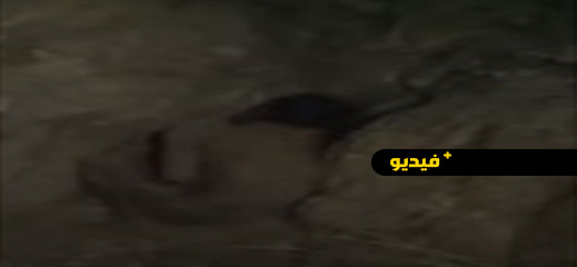 فيديو .. العثور على جثة شبه عارية في احدى غابات الناظور