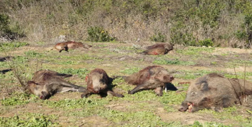 لقتل خنازير الناظور.. الوزارة المعنية  تبرمج 1600 عملية إحاشة