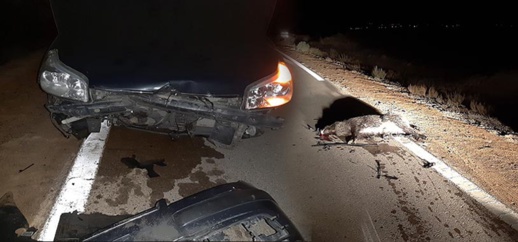 الفاعل المدني أيوب الشاوش ينجو من حادثة سير تسبب فيها خنزير