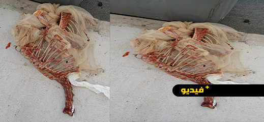 هيكل عظمي يشتبه في كونه "كلب" يثير الجدل بأزغنغان هيكل عظمي يشتبه في كونه "كلب" يثير الجدل بأزغنغان