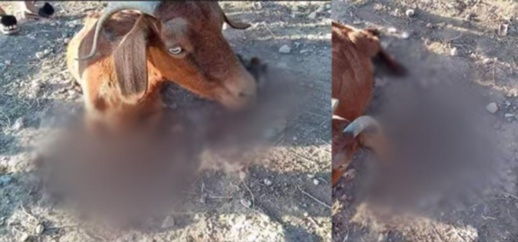 فلاح يقطع أطراف معزة وهي حية بعد اقتحامها مزرعته.. الحقيقة الكاملة فلاح يقطع أطراف معزة وهي حية بعد اقتحامها مزرعته.. الحقيقة الكاملة