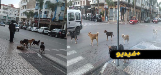 شاهدوا.. مواطن يرعى قطيعا من الكلاب الضالة بالناظور شاهدوا.. مواطن يرعى قطيعا من الكلاب الضالة بالناظور