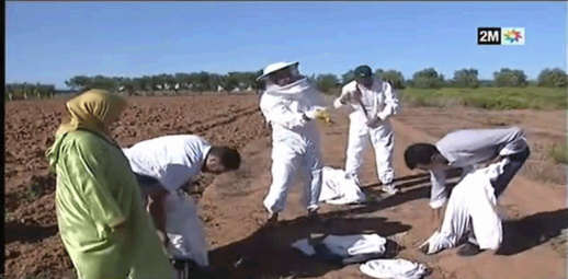 وزارة الفلاحة تكشف أسباب اختفاء طوائف النحل