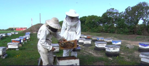 معاناة مربي النحل والجفاف يستنفران رابطة المقاولين 