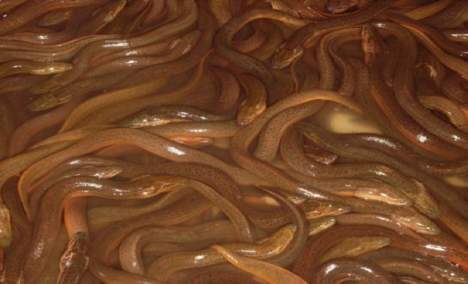 حاول تهريب ثعابين البحر الى المغرب.. إسبانيا تغرم مغربيا بـ 7,2 مليون أورو حاول تهريب ثعابين البحر الى المغرب.. إسبانيا تغرم مغربيا بـ 7,2 مليون أورو