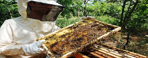 هذه كمية العسل التي انتجها المغرب خلال سنة 2021 هذه كمية العسل التي انتجها المغرب خلال سنة 2021