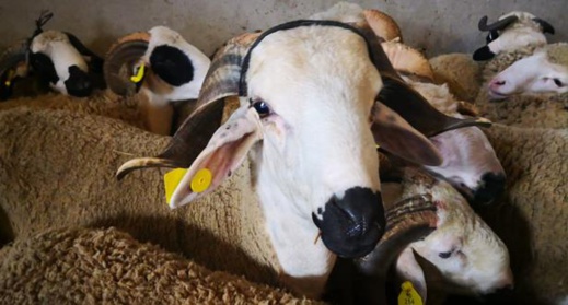 يهم "الكسابة" بالناظور..عقوبات تنتظر رافضي ترقيم الماشية