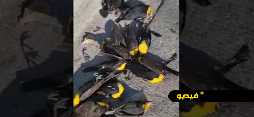 فيديو.. آلاف الطيور السوداء تسقط دفعة واحدة في شارع وتموت فيديو.. آلاف الطيور السوداء تسقط دفعة واحدة في شارع وتموت