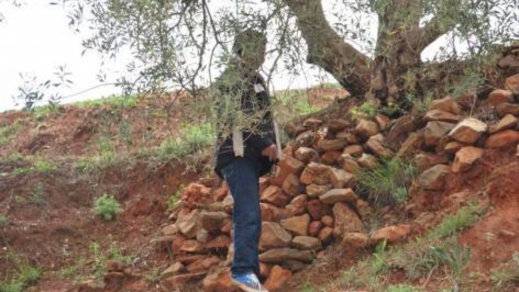 العثور على جثة معلقة في شجرة بالحسيمة العثور على جثة معلقة في شجرة بالحسيمة