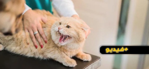 فيديو.. كانوا يحاولون تلقيحها.. قطة تقلب عيادة رأسا على عقب