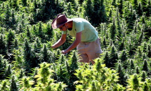 الحكومة تحدد الأقاليم التي سيتم فيها زراعة الكيف الحكومة تحدد الأقاليم التي سيتم فيها زراعة الكيف