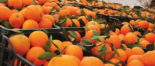 هل يحتوي على مادة مسمومة؟.. هذه أسباب اختفاء البرتقال المغربي من الأسواق الهولندية هل يحتوي على مادة مسمومة؟.. هذه أسباب اختفاء البرتقال المغربي من الأسواق الهولندية