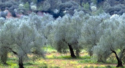 برمجة تشجير ألف هكتار من المساحة الغابوية بإقليم الناظور خلال سنة 2014 برمجة تشجير ألف هكتار من المساحة الغابوية بإقليم الناظور خلال سنة 2014