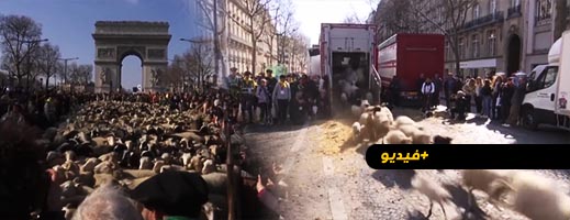 شاهدوا.. الأغنام والحمير تغزو أشهر شارع في أوروبا شاهدوا.. الأغنام والحمير تغزو أشهر شارع في أوروبا