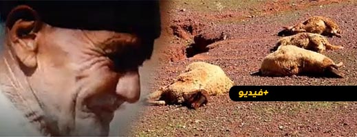 شاهدوا.. مجهول يقوم بإبادة قطيع من الغنم عبر طعنها بسكين شاهدوا.. مجهول يقوم بإبادة قطيع من الغنم عبر طعنها بسكين