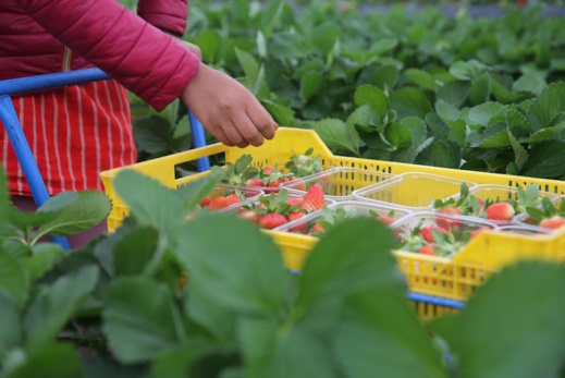 إسبانيا تعلن عن مشروع هجرة نظامية يستهدف 250 من العاملات المغربيات إسبانيا تعلن عن مشروع هجرة نظامية يستهدف 250 من العاملات المغربيات