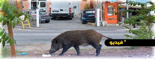 شاهدوا.. الخنزير البري يتجول بكل حرية في المدار الحضري لبني أنصار