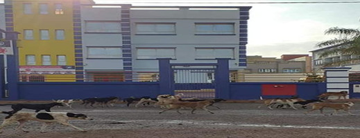 الكلاب الضالة تقض مضجع ساكنة العروي