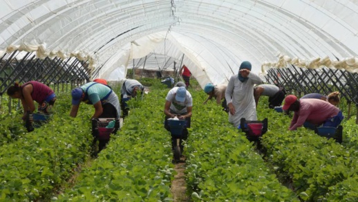 إسبانيا تطلق برنامجا لدعم المغاربة العاملين بحقول الفراولة