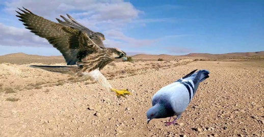 غريب.. إدارة مسجد الحسن الثاني تستعمل صقور "الشاهين" لافتراس طائر الحمام غريب.. إدارة مسجد الحسن الثاني تستعمل صقور "الشاهين" لافتراس طائر الحمام