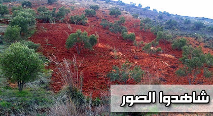 تشجير مساحـات شاسعة من جبال لعسارة بشجرة الزيتون تشجير مساحـات شاسعة من جبال لعسارة بشجرة الزيتون