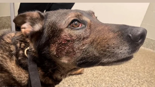 لص يعض كلبا بوليسيا في وجهه ليهرب من الشرطة لص يعض كلبا بوليسيا في وجهه ليهرب من الشرطة