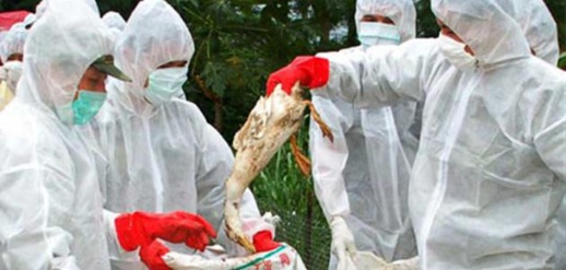 بسبب انتشار إنفلونزا الطيور.. فرنسا تقرر إبادة الملايين من الطيور الداجنة