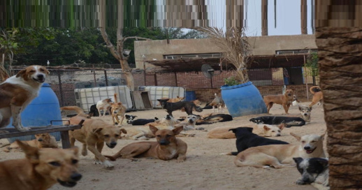 أخنوش يأوي 4000 كلبا بمليار سنتيم