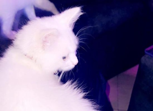 اعلان عن ضياع قط بحي البستان بالناظور من نوع انغورا تركي الاصل اعلان عن ضياع قط بحي البستان بالناظور من نوع انغورا تركي الاصل