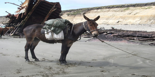 بغل ينهي حياة طفل بطريقة مأساوية بغل ينهي حياة طفل بطريقة مأساوية