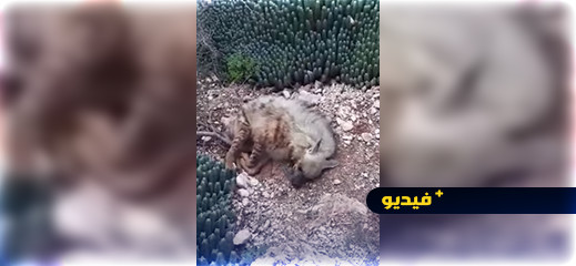 فيديو.. قتل ضبع بالمغرب من أجل الشعوذة يؤدي إلى سجن 5 أشخاص فيديو.. قتل ضبع بالمغرب من أجل الشعوذة يؤدي إلى سجن 5 أشخاص