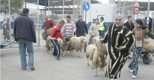 بسبب الحمى القلاعية.. سلطات مليلية تمنع استيراد أضاحي المغربية بسبب الحمى القلاعية.. سلطات مليلية تمنع استيراد أضاحي المغربية