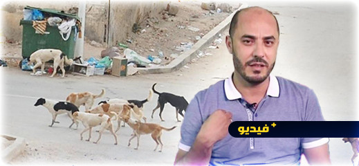 أزواغ: كلاب الشارع تتوافد على الناظور من الجماعات المجاورة والتعقيم يتطلب 500 درهم لكل كلب أزواغ: كلاب الشارع تتوافد على الناظور من الجماعات المجاورة والتعقيم يتطلب 500 درهم لكل كلب