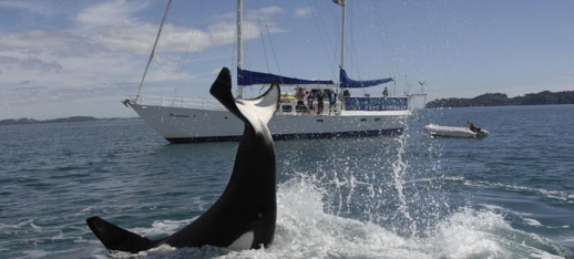 حيتان الأوركا القاتلة تهاجم المهاجرين السريين بمياه الناظور والحسيمة حيتان الأوركا القاتلة تهاجم المهاجرين السريين بمياه الناظور والحسيمة