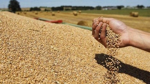 الحكومة تعلق رسوم الاستيراد على بعض أنواع البذور الزيتية والزيوت الحكومة تعلق رسوم الاستيراد على بعض أنواع البذور الزيتية والزيوت