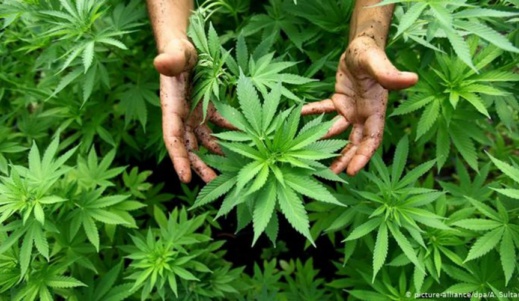 تقنين زراعة الكيف يجمع وزير الداخلية بعدد من المسؤولين تقنين زراعة الكيف يجمع وزير الداخلية بعدد من المسؤولين