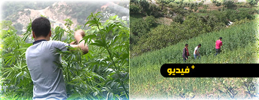شاهدوا.. برنامج أمنوس على قناة تمازيغت يسلط الضوء على قانون تقنين القنب الهندي شاهدوا.. برنامج أمنوس على قناة تمازيغت يسلط الضوء على قانون تقنين القنب الهندي