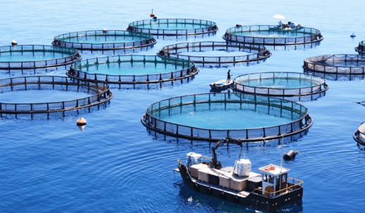 شركة هولندية تقرر بناء أكبر وحدة لتربية الأسماك في المغرب