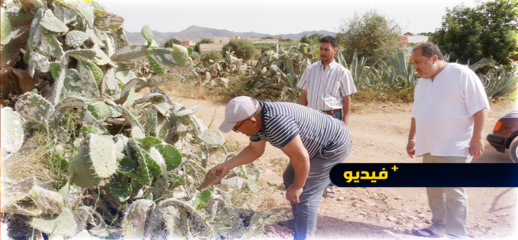 خطير.. سكان الناظور يستهلكون "هندية" مسمومة والسلطات خارج التغطية خطير.. سكان الناظور يستهلكون "هندية" مسمومة والسلطات خارج التغطية
