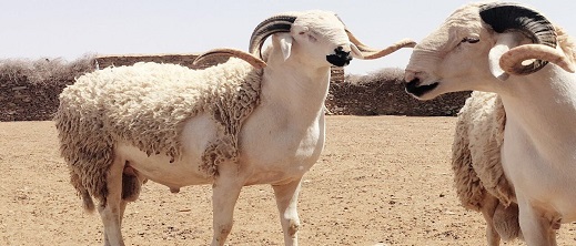مع اقتراب عيد الأضحى.. ارتفاع صاروخي في أسعار الأعلاف و1000 درهم زيادة في ثمن الأضحية مع اقتراب عيد الأضحى.. ارتفاع صاروخي في أسعار الأعلاف و1000 درهم زيادة في ثمن الأضحية