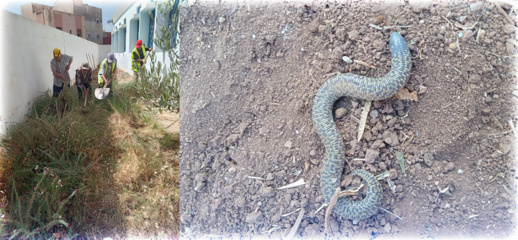 صور.. ظهور أفاعي بمدرسة ابتدائية بالناظور يستنفر الآباء صور.. ظهور أفاعي بمدرسة ابتدائية بالناظور يستنفر الآباء