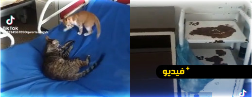 فضائح مستشفى الحسني تعود إلى الواجهة مجددا.. قطط وأسرة غير صالحة في قسم الولادة فضائح مستشفى الحسني تعود إلى الواجهة مجددا.. قطط وأسرة غير صالحة في قسم الولادة