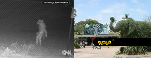 شاهدوا.. ظهور مخلوق غامض يثير الرعب في أمريكا شاهدوا.. ظهور مخلوق غامض يثير الرعب في أمريكا