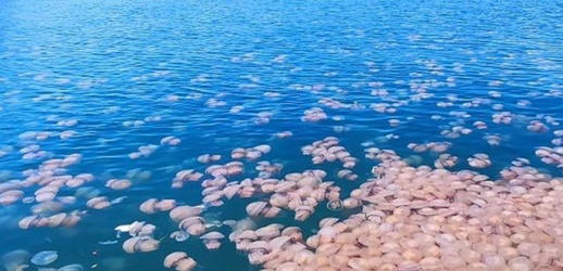 شاهدوا.. قناديل البحر تغزو شواطئ الريف شاهدوا.. قناديل البحر تغزو شواطئ الريف