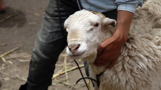 الأوقاف توزع أضاحي العيد على الأسر المعوزة الأوقاف توزع أضاحي العيد على الأسر المعوزة