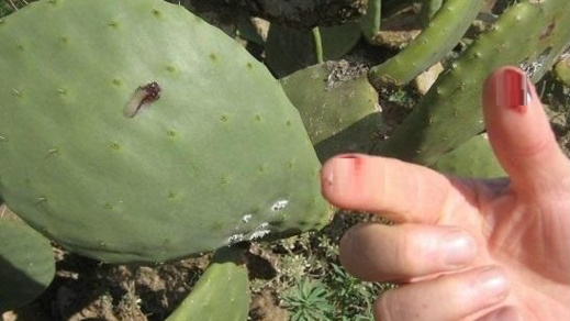 نصف مليار سنتيم سنويا لمواجهة اجتياح هذه الحشرة لبعض جماعات الريف نصف مليار سنتيم سنويا لمواجهة اجتياح هذه الحشرة لبعض جماعات الريف