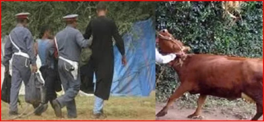 تفاصيل جديدة في قضية سرقة أبقار يملكها عم برلماني بالناظور تفاصيل جديدة في قضية سرقة أبقار يملكها عم برلماني بالناظور