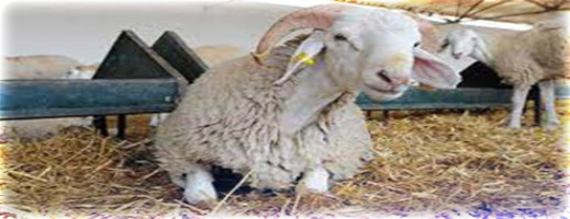 وزارة الفلاحة تطمئن المغاربة و تؤكد أن أسعار الأغنام هي نفسها التي كانت خلال السنة الفارطة وزارة الفلاحة تطمئن المغاربة و تؤكد أن أسعار الأغنام هي نفسها التي كانت خلال السنة الفارطة